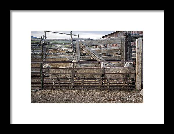Water Framed Print featuring the photograph Sheep Ranch by Jim West