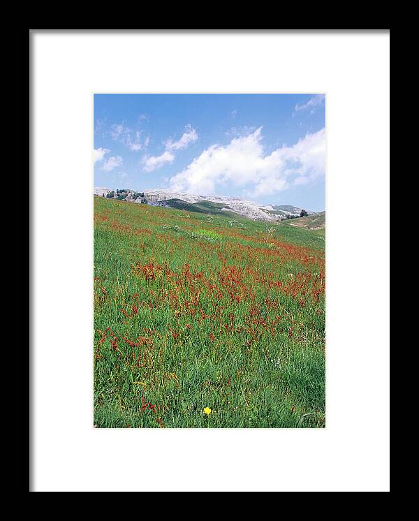 Sheep'ss Sorrel Framed Print featuring the photograph Sheep's Sorrel (rumex Acetosella) by Bruno Petriglia/science Photo Library