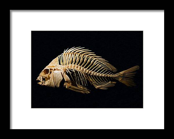 Sheepshead Fish Skeleton Framed Print by Millard H. Sharp - Pixels