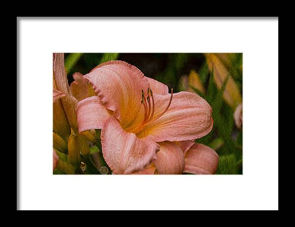 Daylilies Framed Print featuring the photograph Sheer Opulence by Theo O'Connor