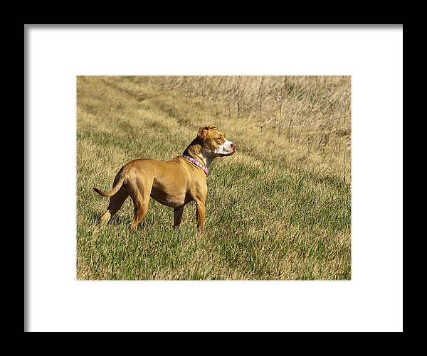Female Pit Bull Dog Framed Print featuring the photograph Shelby Who Sees All by Thomas Young