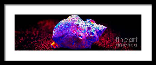 Black Light Framed Print featuring the photograph Shell After Color by Shawn MacMeekin