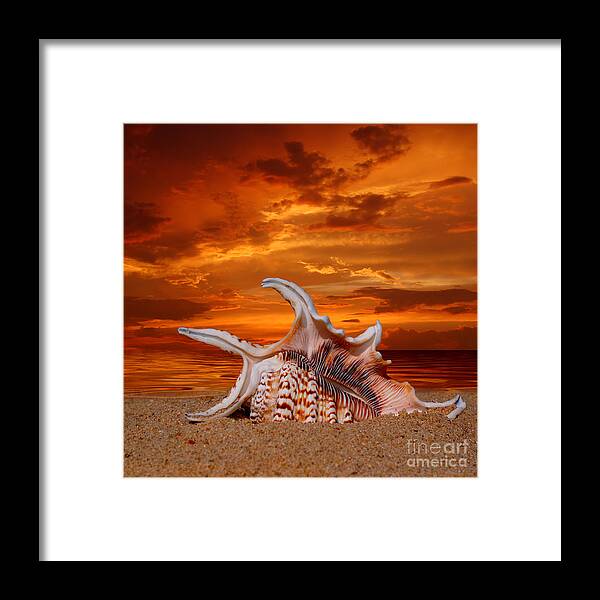Shell Framed Print featuring the photograph Shell on Sand by Boon Mee