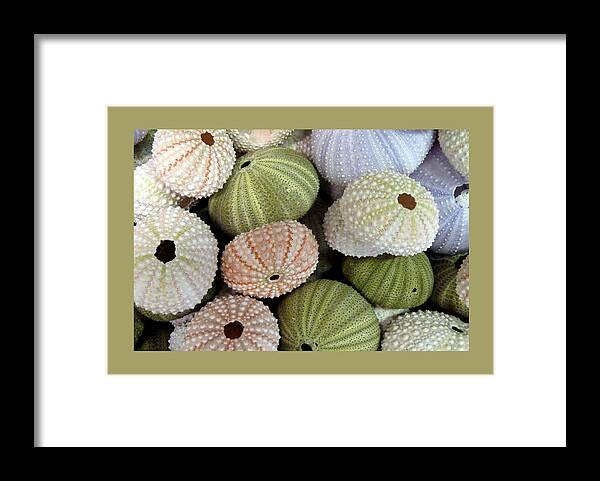 Shells Framed Print featuring the photograph Shells 5 by Carla Parris