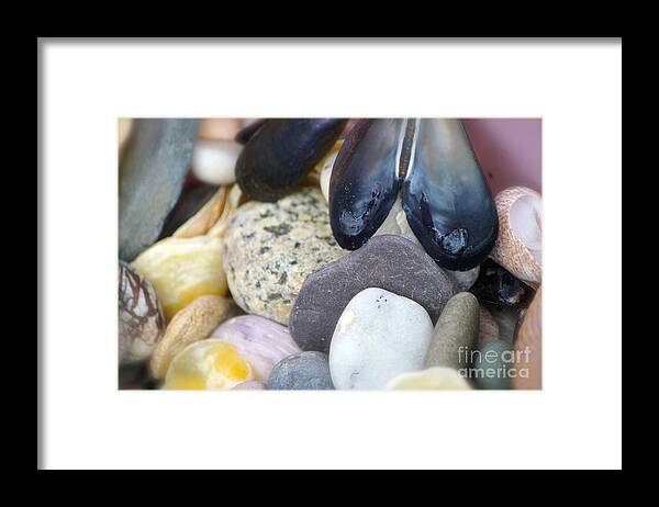 Sea Shells Framed Print featuring the photograph Shells by Deena Withycombe