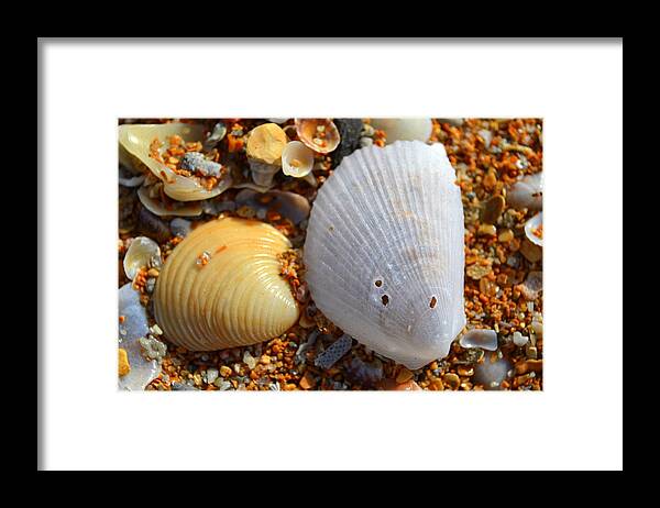 Shell Framed Print featuring the photograph Shells On Sand2 by Riad Art