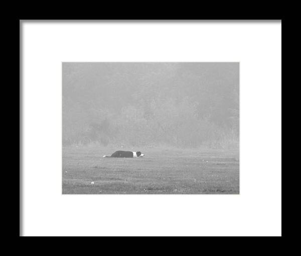 Shepard Framed Print featuring the photograph Shepard Dog Herding by Maria Lamb