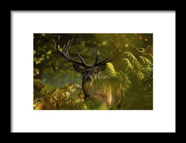 Animal Themes Framed Print featuring the photograph Sherwood by Makele Photography