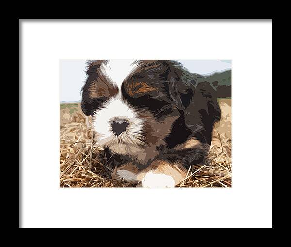 Shih Tzu Framed Print featuring the photograph Shih Tzu on a String by Robert Margetts