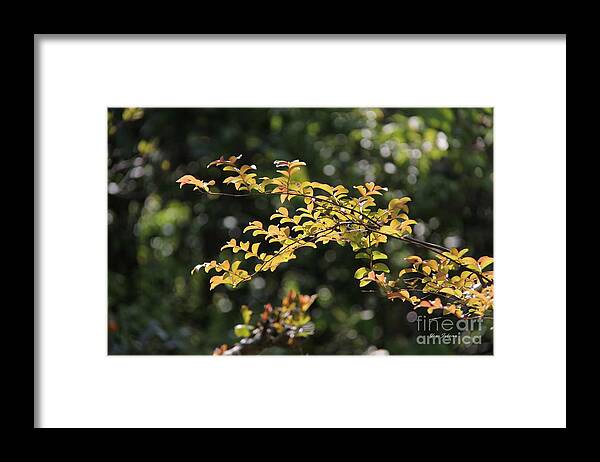 Leaves Framed Print featuring the photograph Shine on me by Yumi Johnson