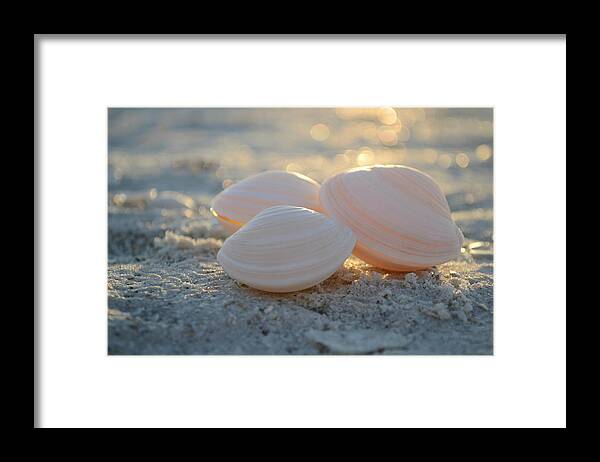 Seashells Framed Print featuring the photograph Shine On... by Melanie Moraga
