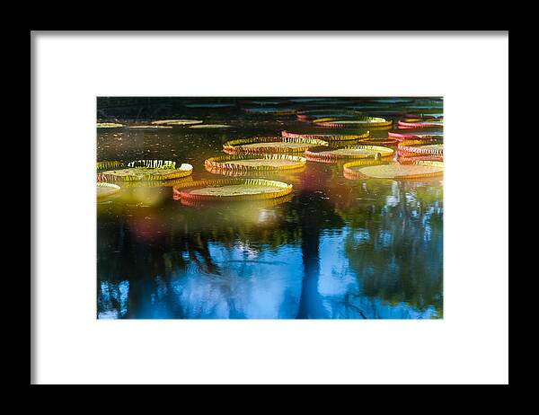Water Lily Framed Print featuring the photograph Shining Leaves of Victoria Regia. Royal Botanical Garden in Mauritius. Impressionistic by Jenny Rainbow