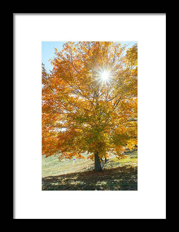 Fall Framed Print featuring the photograph Shining Through by Jatin Thakkar