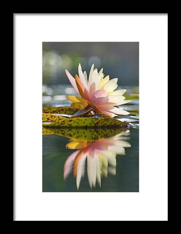 Water Lily Framed Print featuring the photograph Shining Water Lily by Leda Robertson