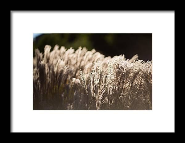 Plant Framed Print featuring the photograph Shining weeds by Mike Lee