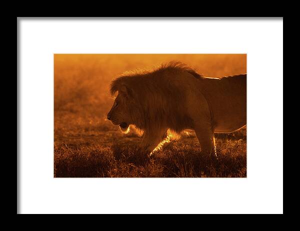 Lion Framed Print featuring the photograph Shiny King by Mohammed Alnaser