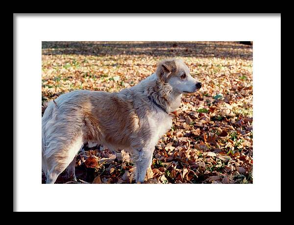 Dog Framed Print featuring the photograph Shirley by Mary Ann Leitch