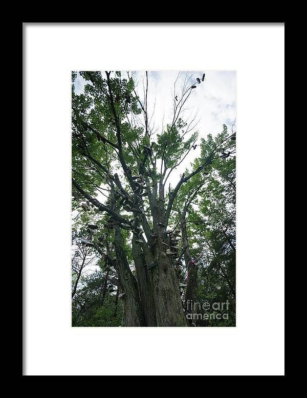 Tree Framed Print featuring the photograph Shoe Tree 2 - Out On A Limb by Linda Shafer