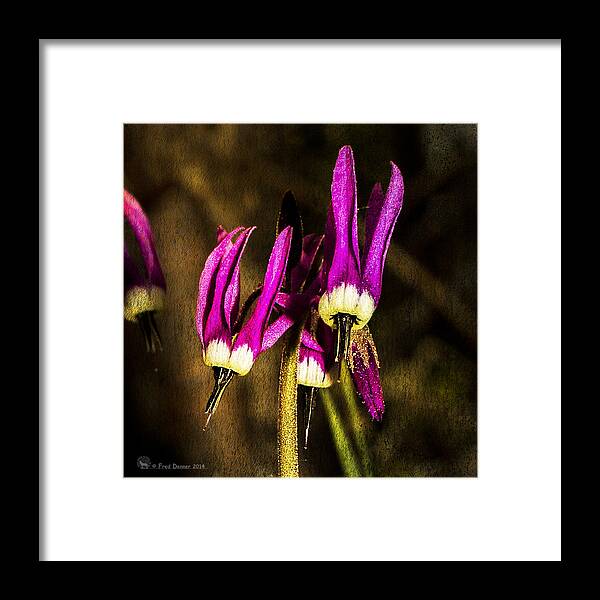  Framed Print featuring the photograph Shooting Stars by Fred Denner