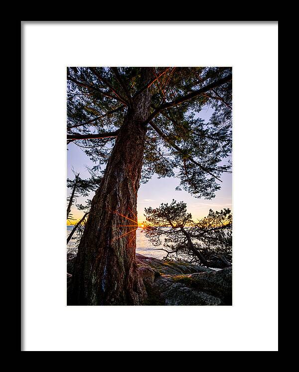 Sunset Framed Print featuring the photograph Shore Pine Point by Alexis Birkill