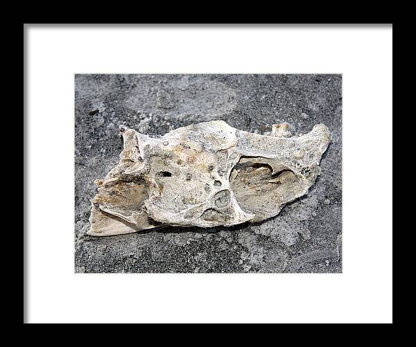 Skull Framed Print featuring the photograph Shoreline Mystery by David Nicholls