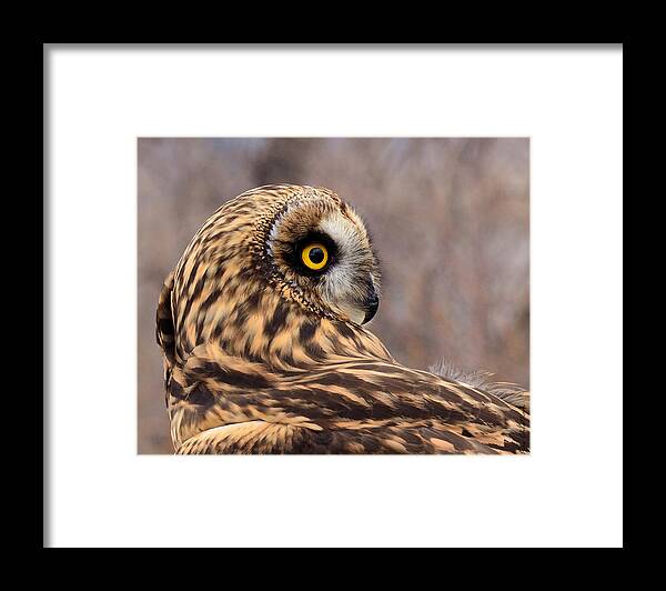 Owl Framed Print featuring the photograph Short-eared Owl 1 by Kae Cheatham