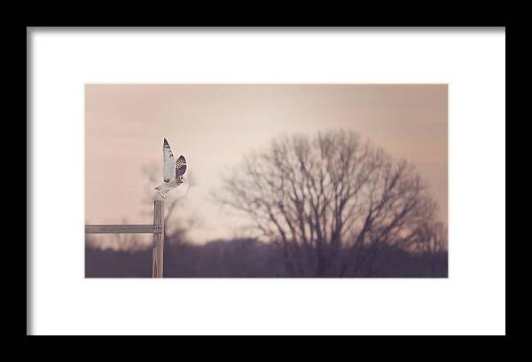 Winter Framed Print featuring the photograph Short Eared Owl at Dusk by Carrie Ann Grippo-Pike
