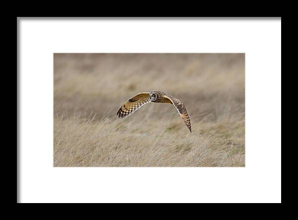 Short-eared Owl Framed Print featuring the photograph Short-Eared Owl in flight by Kathy King