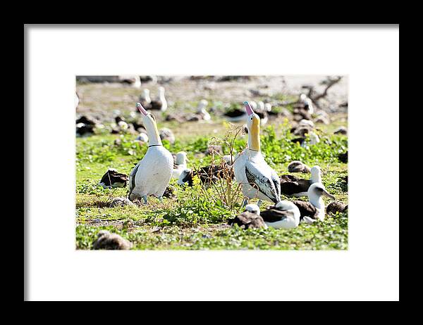 Albatross Framed Print featuring the photograph Short-tailed Albatross (phoebastria by Daisy Gilardini