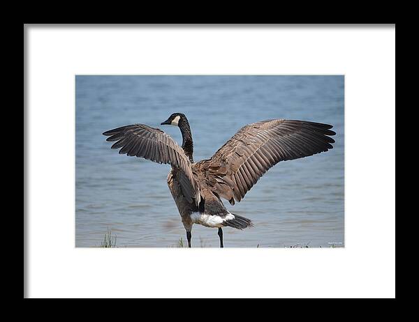 Show Of Feathers Framed Print featuring the photograph Show of Feathers by Maria Urso