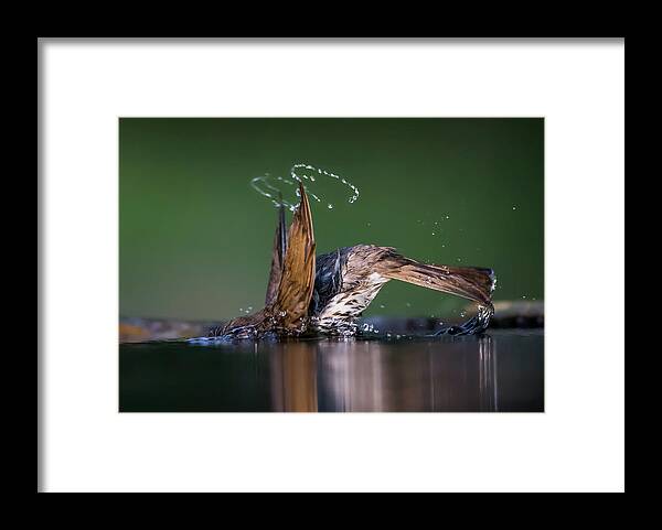 Bird Framed Print featuring the photograph Show Off by Young Feng