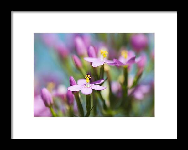 Nature Framed Print featuring the photograph Show Time 3 by Steven Poulton