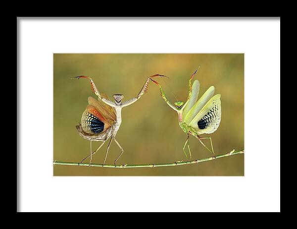 Mantis Framed Print featuring the photograph Show Time by Hasan Baglar
