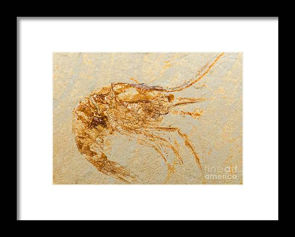 Nature Framed Print featuring the photograph Shrimp Fossil by Millard H. Sharp