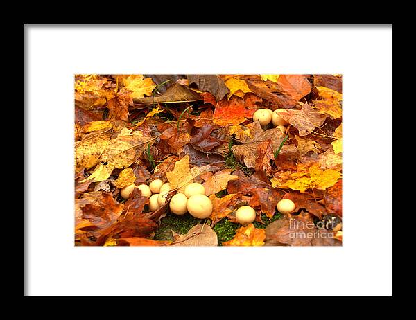 Mushrooms Framed Print featuring the photograph Shrooms by Jim McCain