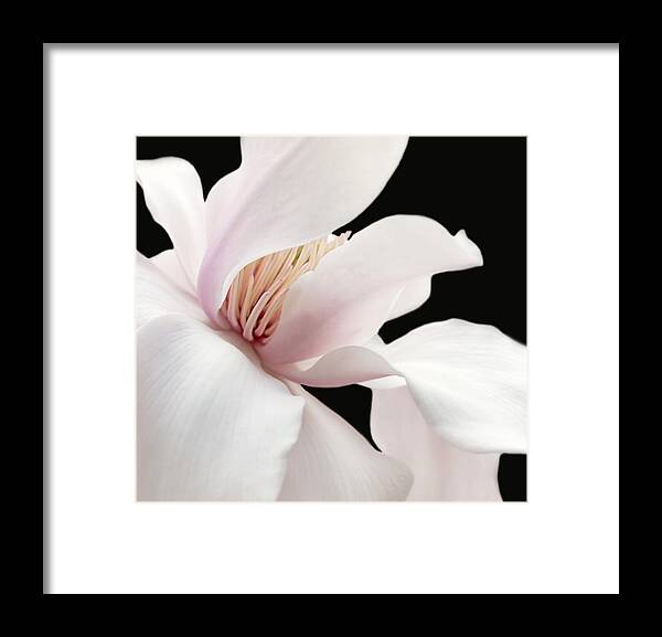 Magnolia Framed Print featuring the photograph Shy Magnolia Blossom Two by Jennie Marie Schell