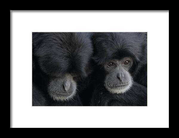 Siamang Framed Print featuring the photograph Siamang pair by Howard Ferrier