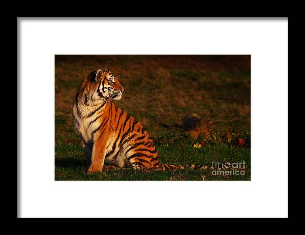 Siberian Framed Print featuring the photograph Siberian Tiger looking backwards by Nick Biemans