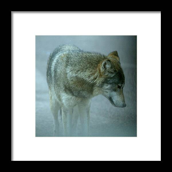 Wolf Framed Print featuring the photograph sibley guardian II by Jeremiah John McBride