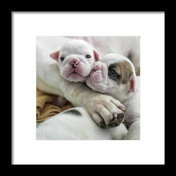 Puppy Framed Print featuring the photograph Siblings by Gert Van Den