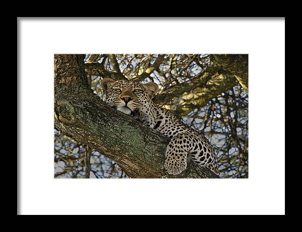 Africa Framed Print featuring the photograph Siesta Time by Gary Hall