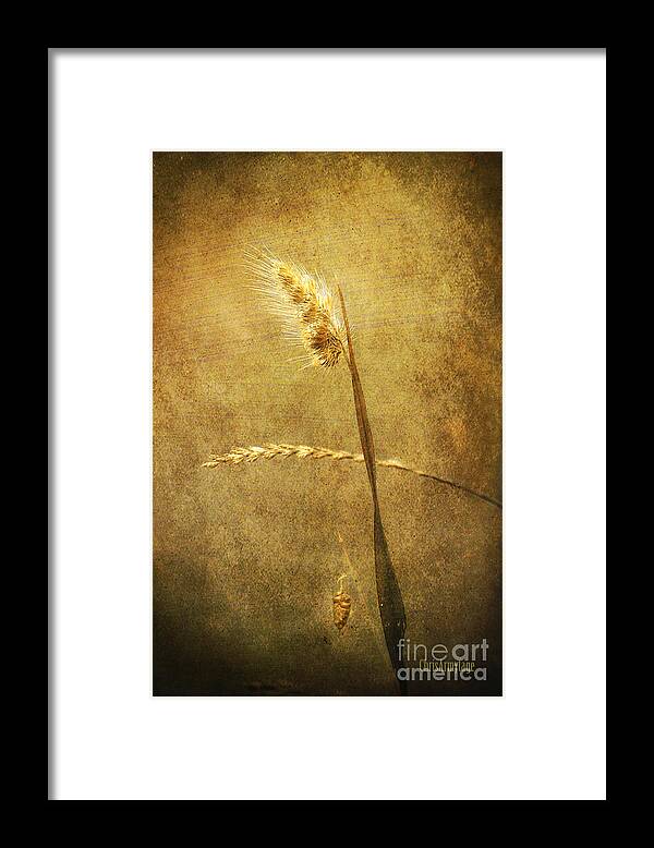 Three Framed Print featuring the photograph Sighing of Changes by Chris Armytage