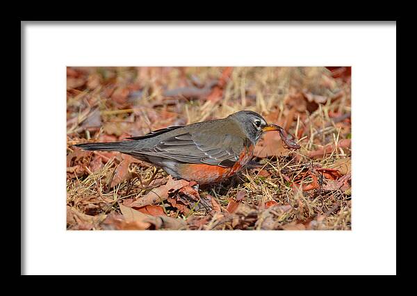 Bird Framed Print featuring the photograph Signs of Spring by Jeff at JSJ Photography