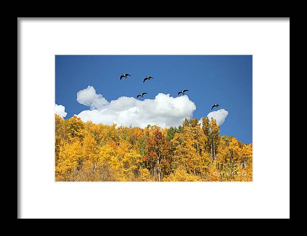 Colorado Framed Print featuring the photograph Signs of the Season by Bob Hislop