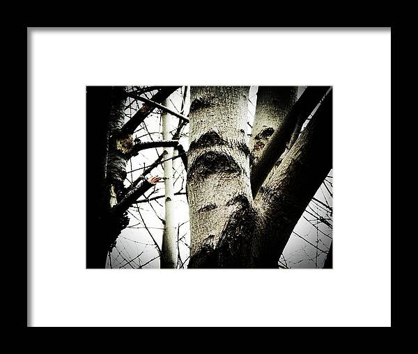 Tree Framed Print featuring the photograph Silent Witness by Zinvolle Art