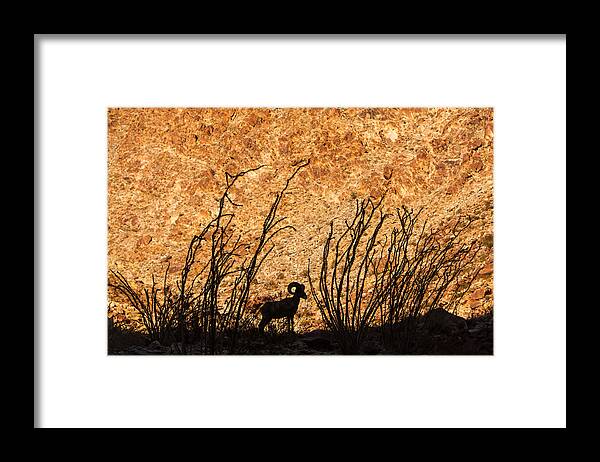 Animal Framed Print featuring the photograph Silhouette Bighorn Sheep by John Wadleigh