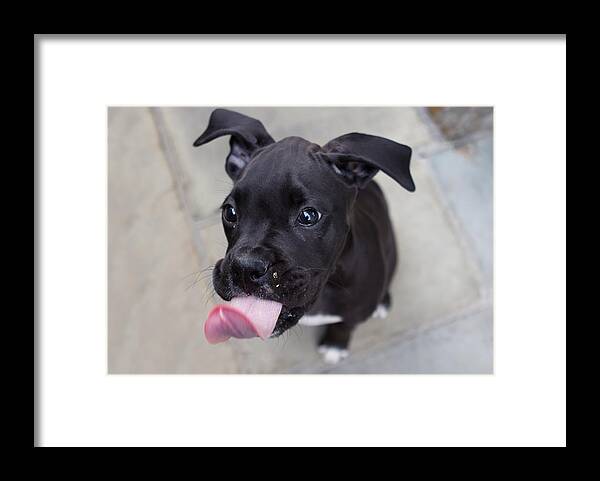 Puppy Framed Print featuring the photograph Silly Boxer Sticking Tongue Out by Stephanie McDowell