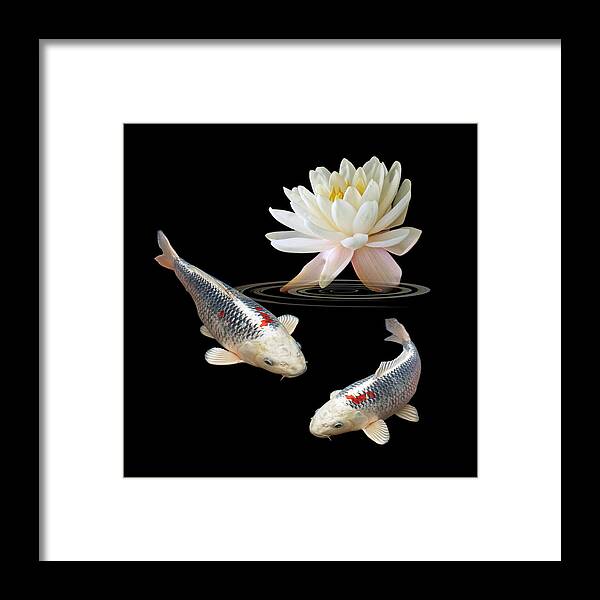 Fish Framed Print featuring the photograph Silver And Red Koi With Water Lily Square by Gill Billington