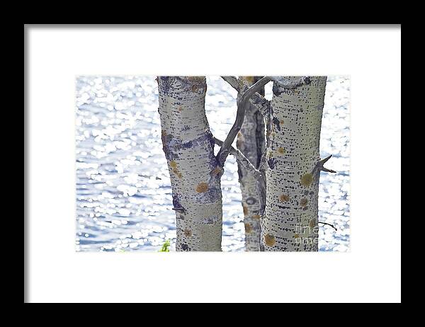 Tree Framed Print featuring the photograph Silver birch trees at a sunny lake by Heiko Koehrer-Wagner