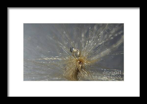 Michelle Meenawong Framed Print featuring the photograph Silver Drops by Michelle Meenawong